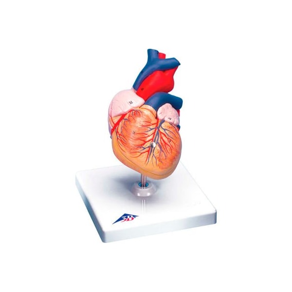 3B Anatomical Model - Heart, 2-Part